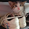 cat, kitten, animal, pet, face, eyes, whiskers, ears, fur, tabby, white_fur, brown_fur, pink_nose, shoes, footwear, bag, indoor, close_up, cute, curious