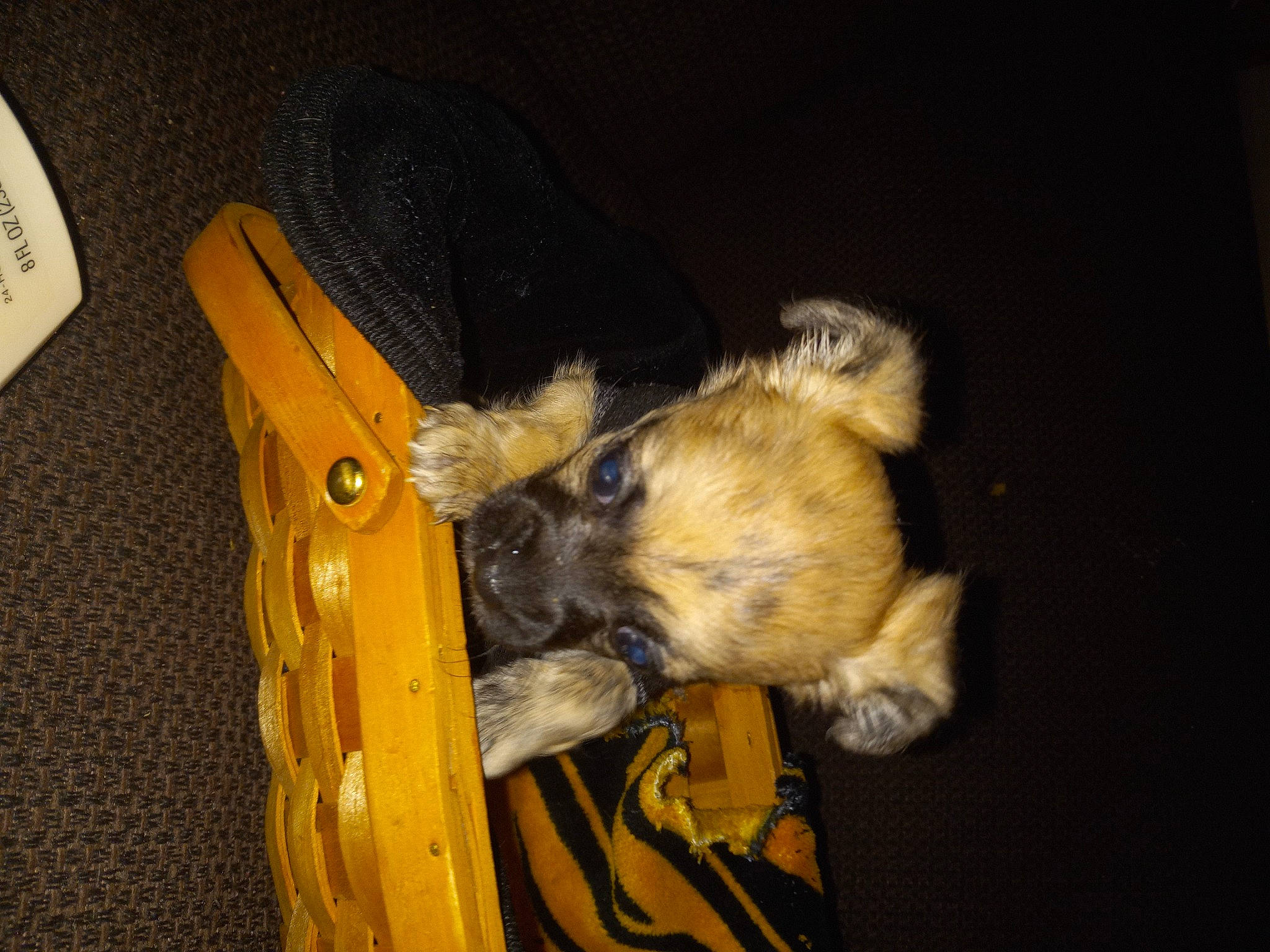 Bailey is registered to the contest to win money with this photo: box, canidae, carnivore, companion_dog, dog_breed, electric_blue, fawn, fur, natural_material, sporting_group, tail, wood