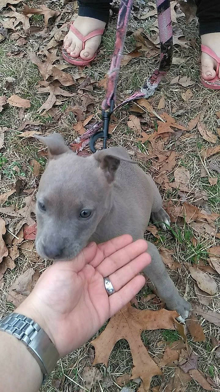 Mazie is registered to the contest to win money with this photo: canidae, carnivore, collar, companion_dog, dog, dog_breed, fawn, grass, nail, non_sporting_group, snout, soil, sporting_group, terrestrial_animal, watch, working_animal, wrist