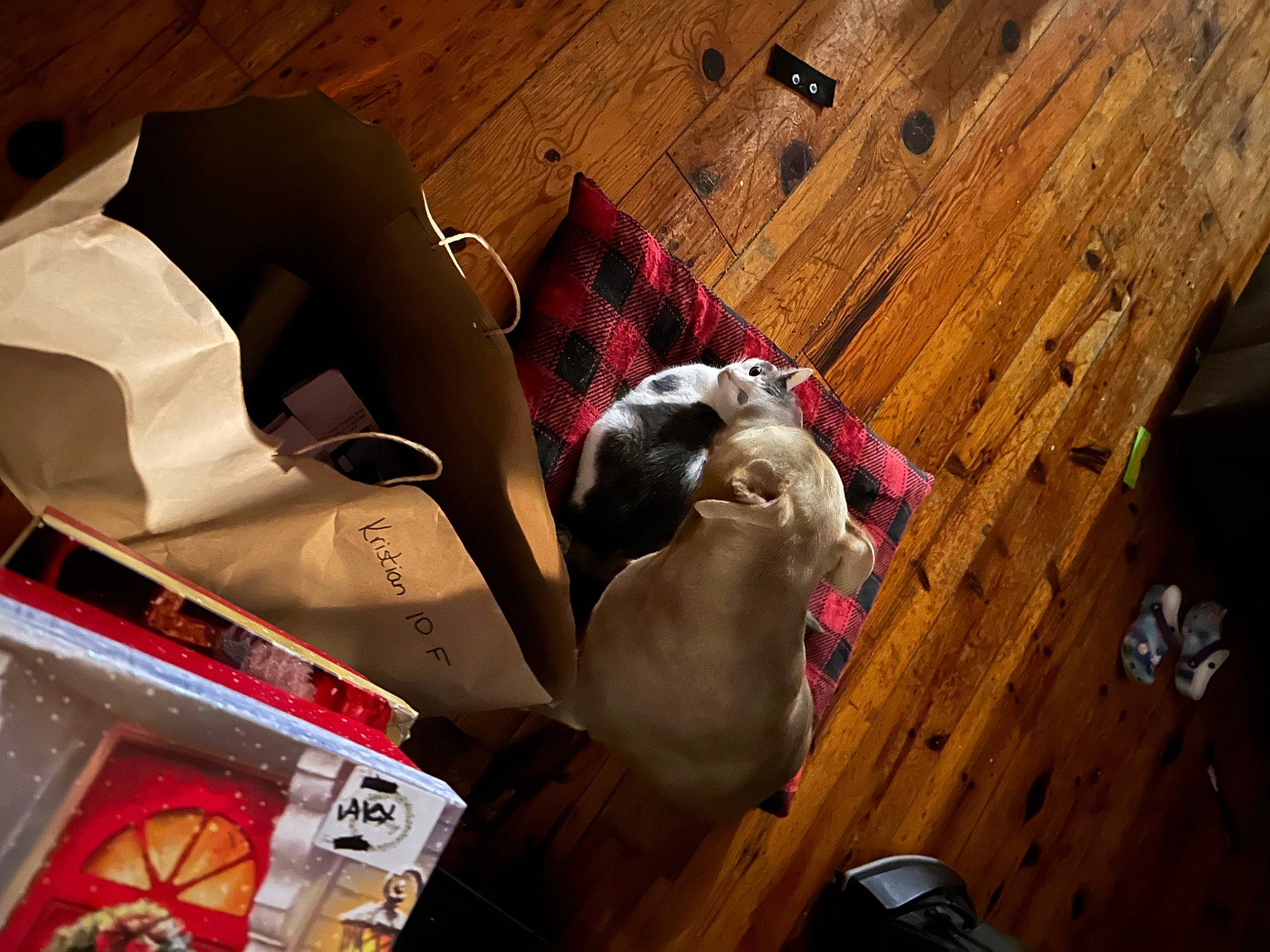 Mazie joined the competition — help win amazing prizes! box, carmine, carnivore, cat, companion_dog, fawn, felidae, flooring, fur, hardwood, laminate_flooring, plywood, room, shipping_box, small_to_medium_sized_cats, varnish, whiskers, wood, wood_flooring, wood_stain