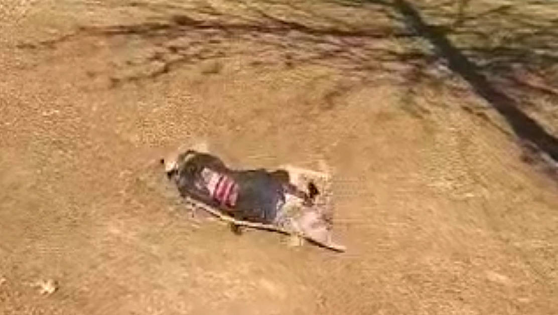 Mazie is registered to the contest to win money with this photo: canidae, carnivore, dog, dog_breed, fawn, landscape, marine_mammal, pack_animal, recreation, sand, soil, sporting_group, terrestrial_animal, water, wood, working_animal