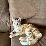 Leo joined the competition — help win amazing prizes! cat, ginger_cat, tabby, orange_cat, pet, animal, feline, lying_down, lounging, sofa, couch, indoor, living_room, brown_cushions, blue_wall, striped_fur, whiskers, ears, paws, relaxed