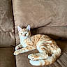 cat, ginger_cat, tabby, orange_cat, pet, animal, feline, lying_down, lounging, sofa, couch, indoor, living_room, brown_cushions, blue_wall, striped_fur, whiskers, ears, paws, relaxed