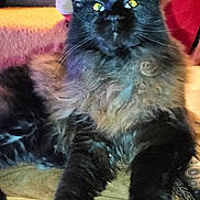 Aria a rejoint le concours — aidez-le/la à gagner de superbes lots ! cat, black_cat, fluffy, long_hair, sitting, portrait, pet, animal, green_eyes, pointed_ears, whiskers, front_view, indoor, sofa, couch, home, colorful_background, furry, relaxed, phone_screenshot