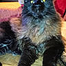 cat, black_cat, fluffy, long_hair, sitting, portrait, pet, animal, green_eyes, pointed_ears, whiskers, front_view, indoor, sofa, couch, home, colorful_background, furry, relaxed, phone_screenshot