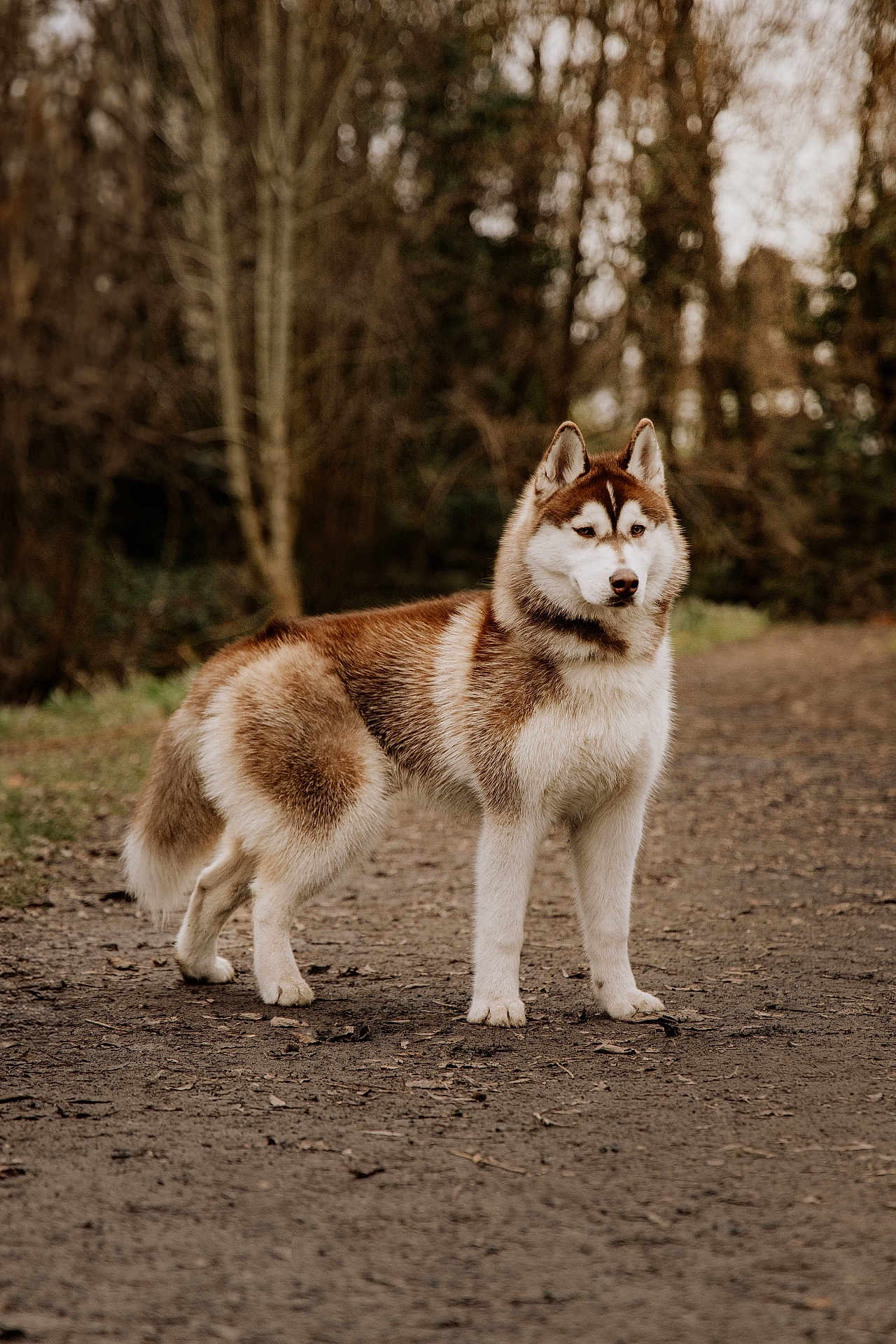 Adon participe au concours pour gagner de l'argent avec cette photo : dog, siberian_husky, animal, canine, outdoor, forest, path, fur, standing, nature, brown, white, alert, pet, mammal, portrait, winter, woods, walking, quiet