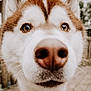 dog, husky, close_up, nose, curious, outdoor, wooden_deck, pet, animal, fur, ears, brown, white, portrait, canine, whiskers, daylight, nature, face, snout