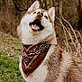 Adon a rejoint le concours — aidez-le/la à gagner de superbes lots ! dog, husky, bandana, outdoor, grass, trees, pet, canine, animal, fur, happy, nature, brown, white, portrait, muzzle, ears, open_mouth, looking_up, sitting