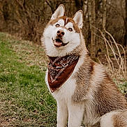 Adon a rejoint le concours — aidez-le/la à gagner de superbes lots ! dog, siberian_husky, bandana, outdoor, grass, forest, pet, animal, portrait, cute, canine, fur, nature, happy, sitting, brown, white, ears, eyes, smiling