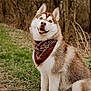 dog, siberian_husky, bandana, outdoor, grass, forest, pet, animal, portrait, cute, canine, fur, nature, happy, sitting, brown, white, ears, eyes, smiling