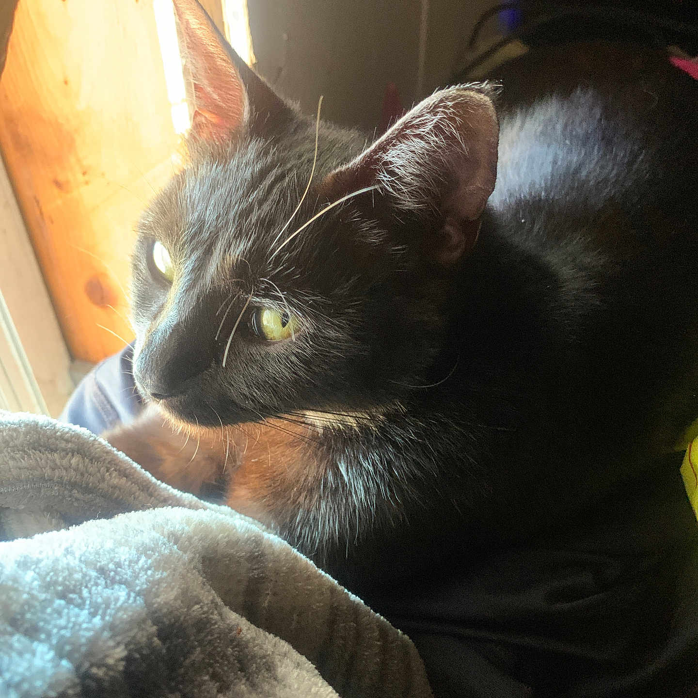 Elvyra joined the competition — help win amazing prizes! animal, black_cat, blanket, cat, close_up, comfort, cozy, curious, domestic, feline, fur, indoor, pet, relaxed, resting, soft_light, sunlight, whiskers, window, yellow_eyes