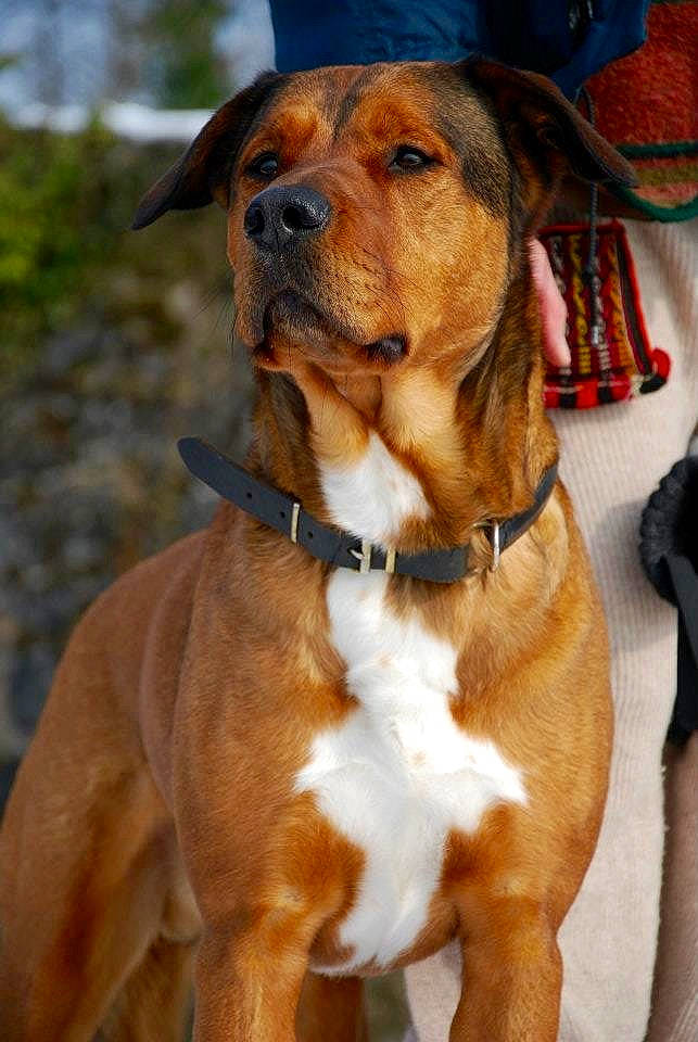 Crunch participe au concours pour gagner de l'argent avec cette photo : belt, canidae, carnivore, collar, companion_dog, dog, dog_breed, dog_collar, dog_supply, fawn, fur, giant_dog_breed, hound, liver, pet_supply, snout, sporting_group, whiskers, working_animal, working_dog