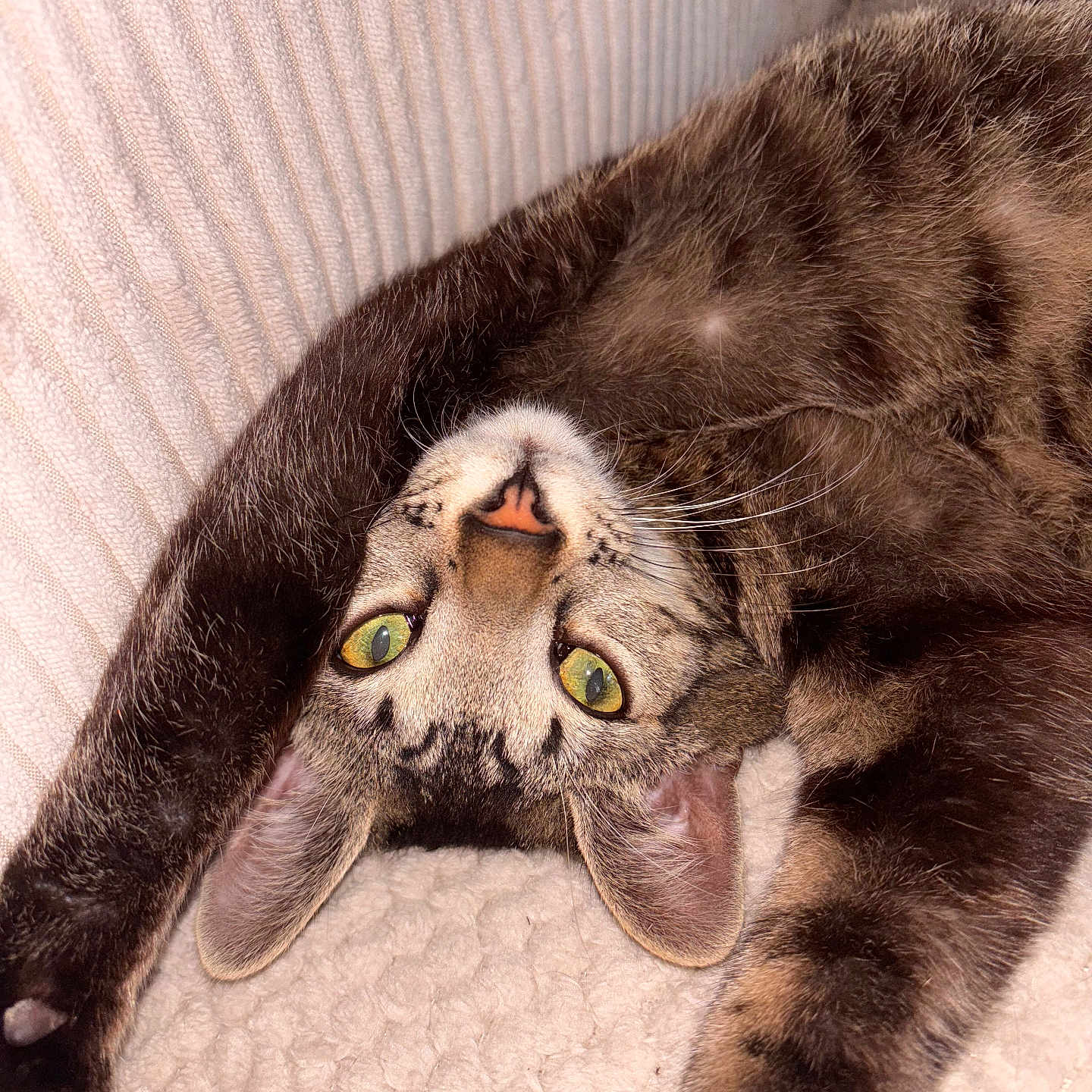 Willow participe au concours pour gagner de l'argent avec cette photo : abyssinian, animal, armchair, blanket, bodypart, cat, chair, couch, egyptiancat, furniture, homedecor, kitten, manx, mouth, ocelot, panther, person, pet, siamese, sleeping