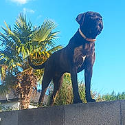 Siska participe au concours pour gagner de l'argent avec cette photo : dog, black_dog, outdoor, wall, stone_wall, sky, blue_sky, cloud, palm_tree, greenery, collar, pet, canine, standing, sunny_day, nature, animal, guard, alert, watchful