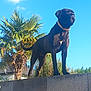 dog, black_dog, outdoor, wall, stone_wall, sky, blue_sky, cloud, palm_tree, greenery, collar, pet, canine, standing, sunny_day, nature, animal, guard, alert, watchful