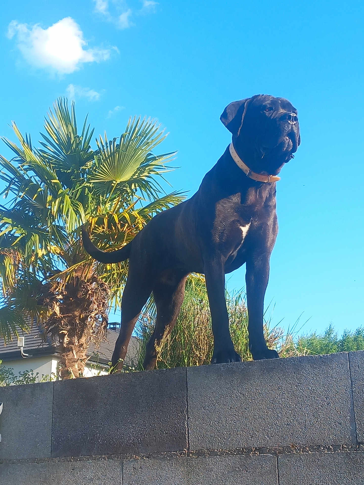 Siska participe au concours pour gagner de l'argent avec cette photo : dog, black_dog, outdoor, wall, stone_wall, sky, blue_sky, cloud, palm_tree, greenery, collar, pet, canine, standing, sunny_day, nature, animal, guard, alert, watchful