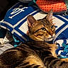Koa is registered to the contest to win money with this photo: cat, tabby_cat, pet, feline, animal, green_eyes, striped_fur, whiskers, ears, lying_down, lounging, bed, blanket, cushions, indoor, cozy, portrait, close_up, blue_and_white, home