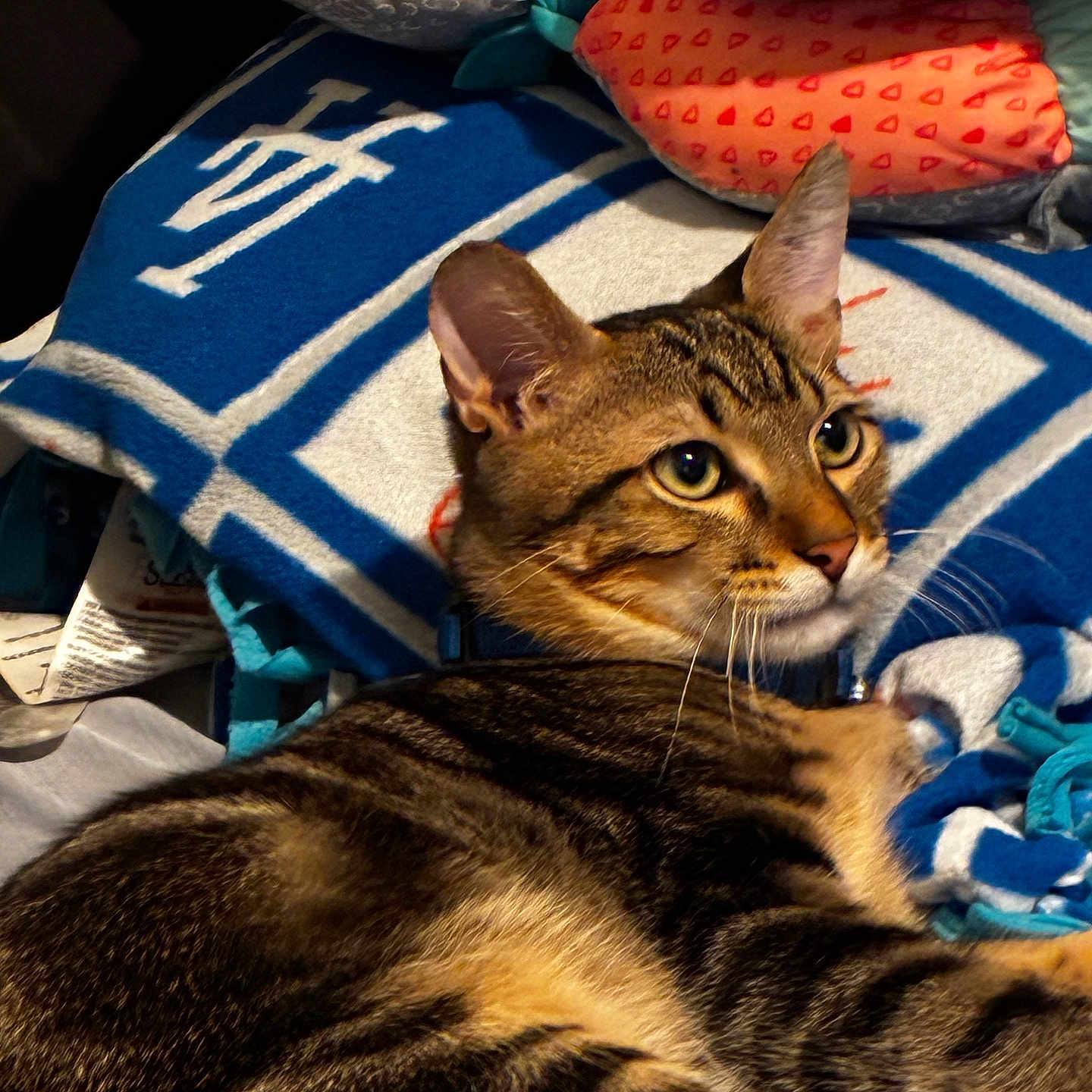 Koa