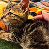 kitten, cat, tabby, feline, animal, pet, fur, whiskers, ears, eyes, paw, lying_down, close_up, portrait, indoor, blanket, hand, touching, vinyl_record, colorful_background