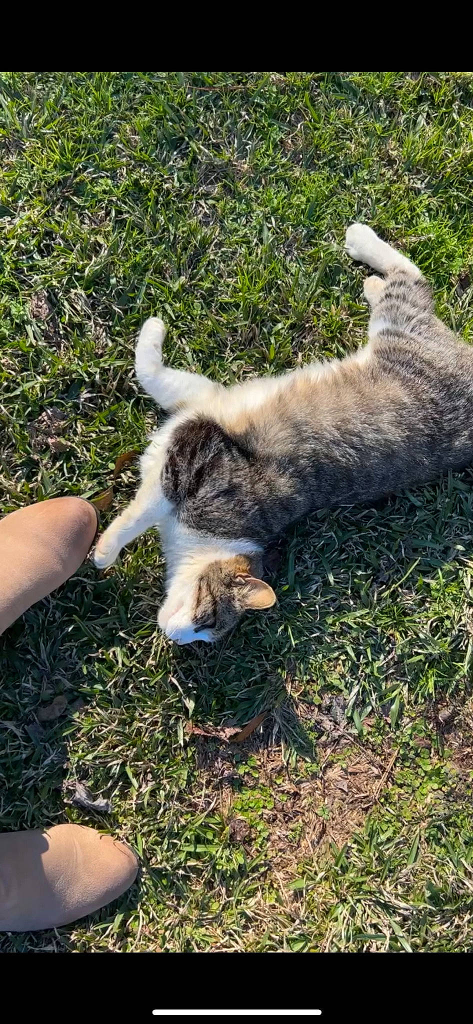 Sammy is registered to the contest to win money with this photo: canidae, carnivore, cat, dog_breed, domestic_short_haired_cat, fawn, felidae, fur, goats, grass, groundcover, human_leg, livestock, plant, small_to_medium_sized_cats, soil, sporting_group, tail, terrestrial_animal, whiskers