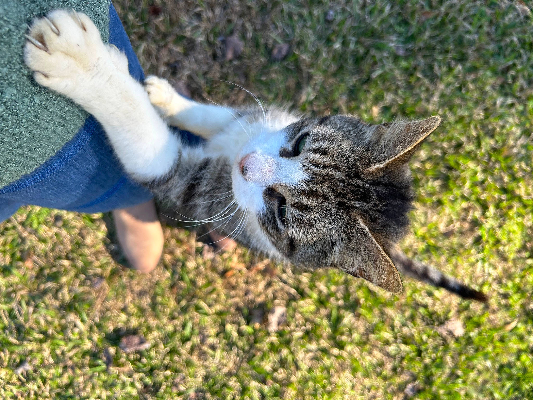 Sammy is registered to the contest to win money with this photo: canidae, carnivore, cat, domestic_short_haired_cat, felidae, foot, fur, grass, grass_family, human_leg, paw, people_in_nature, plant, small_to_medium_sized_cats, snout, soil, tail, terrestrial_animal, tree, whiskers