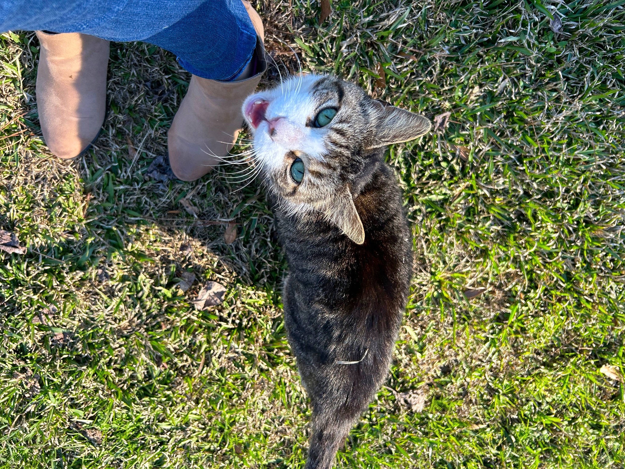 Sammy is registered to the contest to win money with this photo: carnivore, cat, dog_breed, domestic_short_haired_cat, felidae, foot, fur, grass, groundcover, human_leg, people_in_nature, small_to_medium_sized_cats, soil, sporting_group, tail, terrestrial_animal, whiskers, wildlife