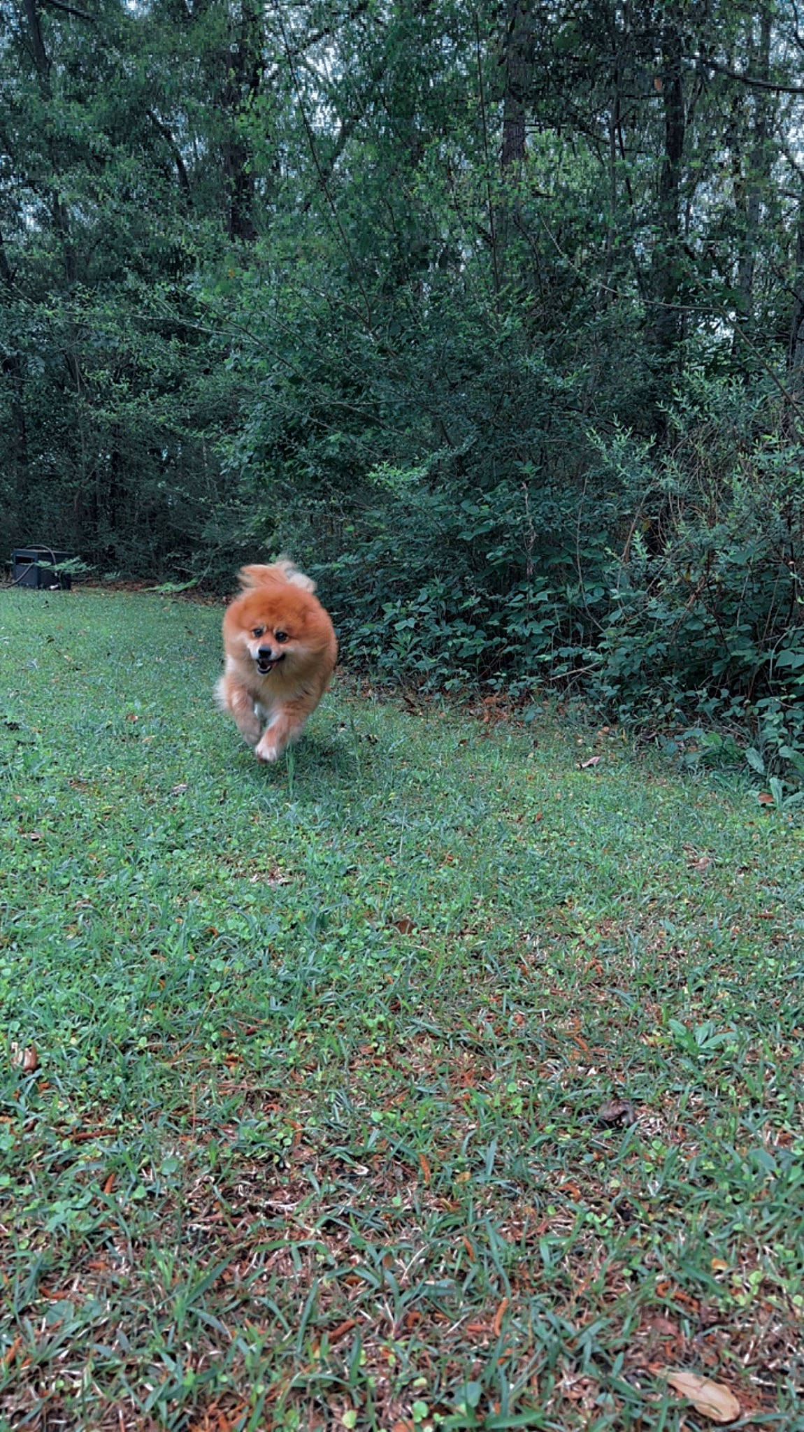 Koda joined the competition — help win amazing prizes! carnivore, companion_dog, dog, dog_breed, fawn, forest, grass, grassland, groundcover, landscape, natural_landscape, pasture, plant, shrub, tail, temperate_broadleaf_and_mixed_forest, terrestrial_animal, tree, wildlife, woodland