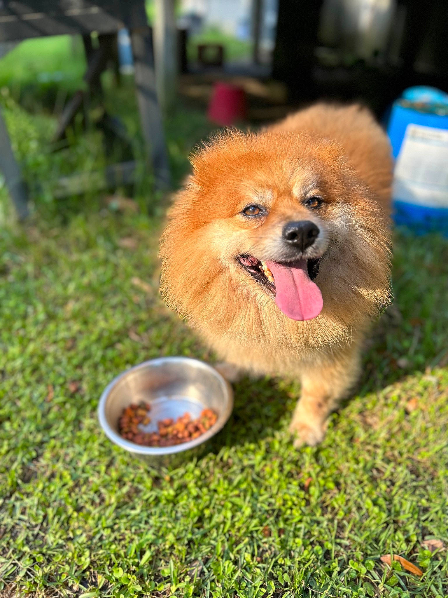 Koda joined the competition — help win amazing prizes! carnivore, companion_dog, dog, dog_agility, dog_breed, dog_supply, fawn, fur, german_spitz_klein, grass, liver, pet_food, pet_supply, plant, pomeranian, snout, spitz, sporting_group, toy_dog, whiskers