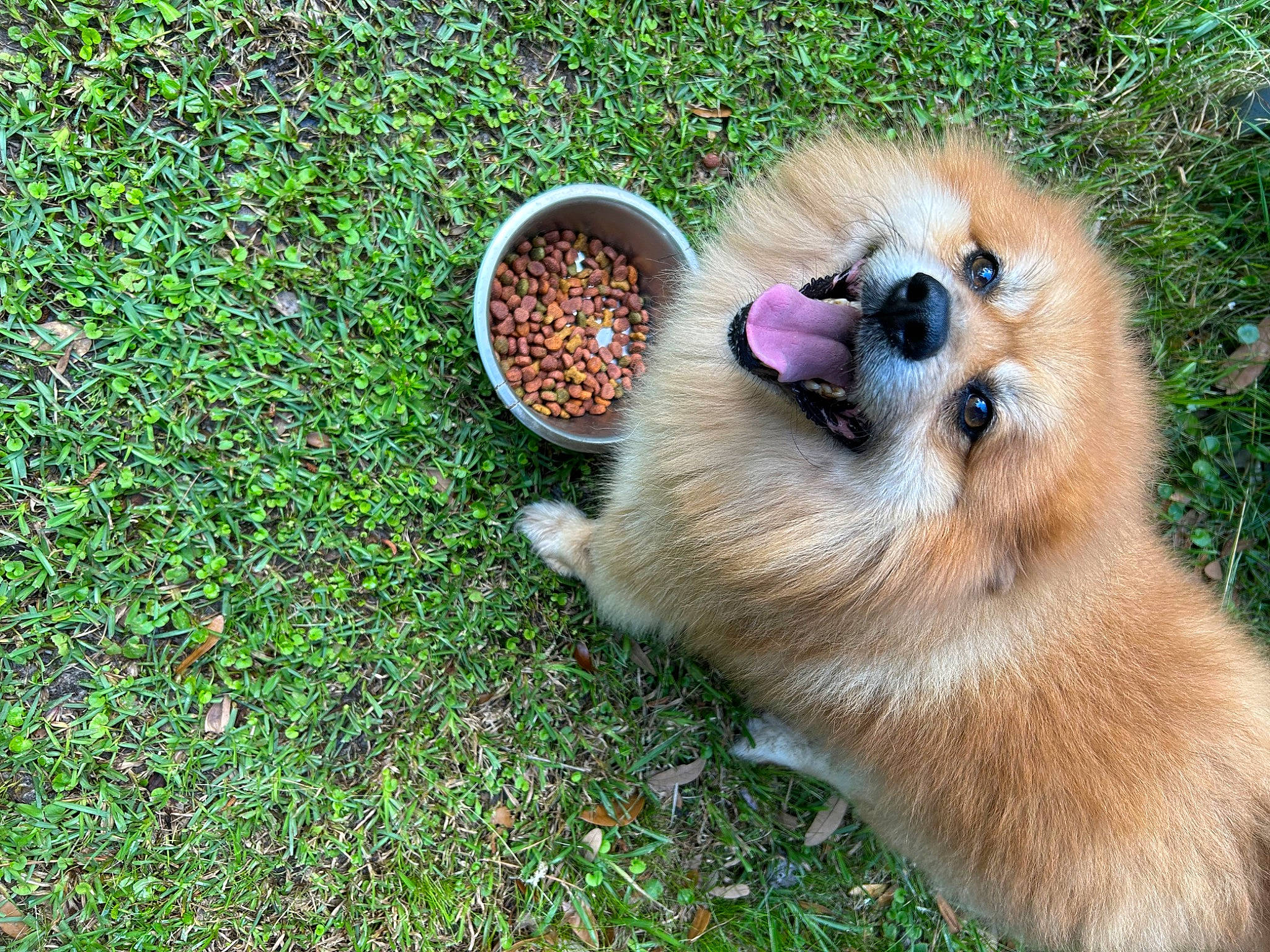 Koda is registered to the contest to win money with this photo: canidae, carnivore, companion_dog, dog, dog_breed, fawn, flower, fur, german_spitz, german_spitz_klein, german_spitz_mittel, grass, groundcover, pet_food, plant, spitz, sporting_group, tableware, whiskers, wildlife