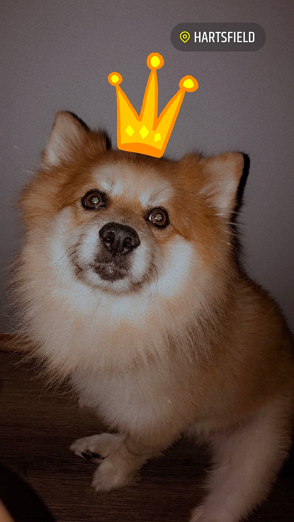 Koda joined the competition — help win amazing prizes! canidae, carnivore, collar, companion_dog, corgi_chihuahua, dog, dog_breed, dog_supply, ear, fawn, fur, german_spitz, iris, non_sporting_group, snout, spitz, sporting_group, terrestrial_animal, toy_dog, whiskers