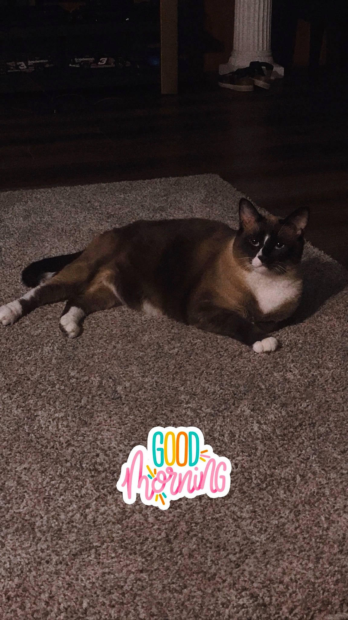 Dusty is registered to the contest to win money with this photo: carnivore, cat, comfort, fawn, felidae, flooring, fur, happy, logo, paw, photo_caption, siamese, sky, small_to_medium_sized_cats, snout, square, tail, terrestrial_animal, tints_and_shades, whiskers