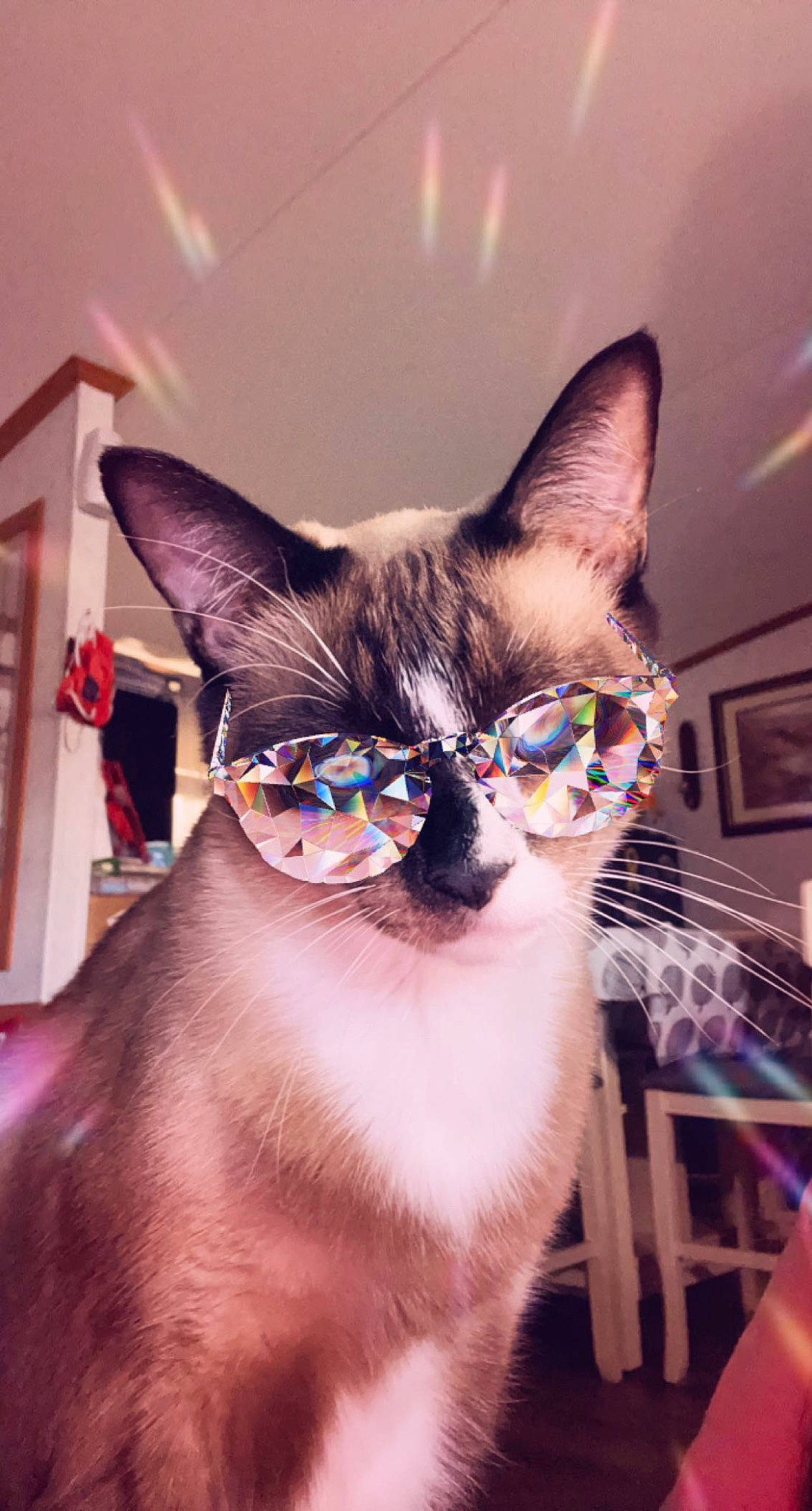 Dusty joined the competition — help win amazing prizes! carnivore, cat, collar, domestic_short_haired_cat, electric_blue, eyewear, fawn, felidae, fur, glasses, picture_frame, siamese, small_to_medium_sized_cats, snapshot, snout, sunglasses, tail, thai, vision_care, whiskers