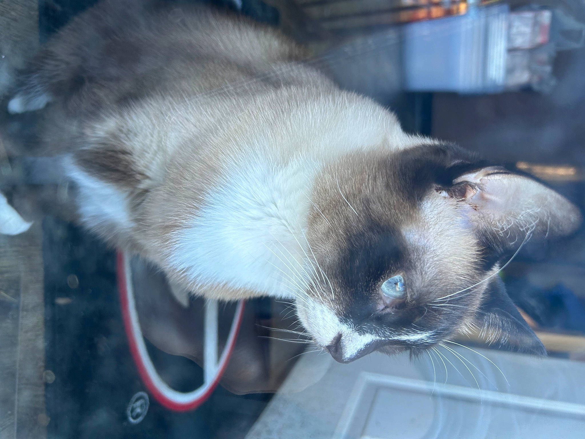 Dusty joined the competition — help win amazing prizes! carnivore, cat, claw, collar, comfort, domestic_short_haired_cat, felidae, foot, fur, paw, siamese, small_to_medium_sized_cats, snout, tail, thai, whiskers, window