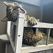 Beans is registered to the contest to win money with this photo: cat, tabby_cat, claws, wooden_bed, indoor, playful, chewing, feline, pet, closeup, paw, animal, cute, whiskers, eyes, fur, home, furniture, natural_light, mischievous