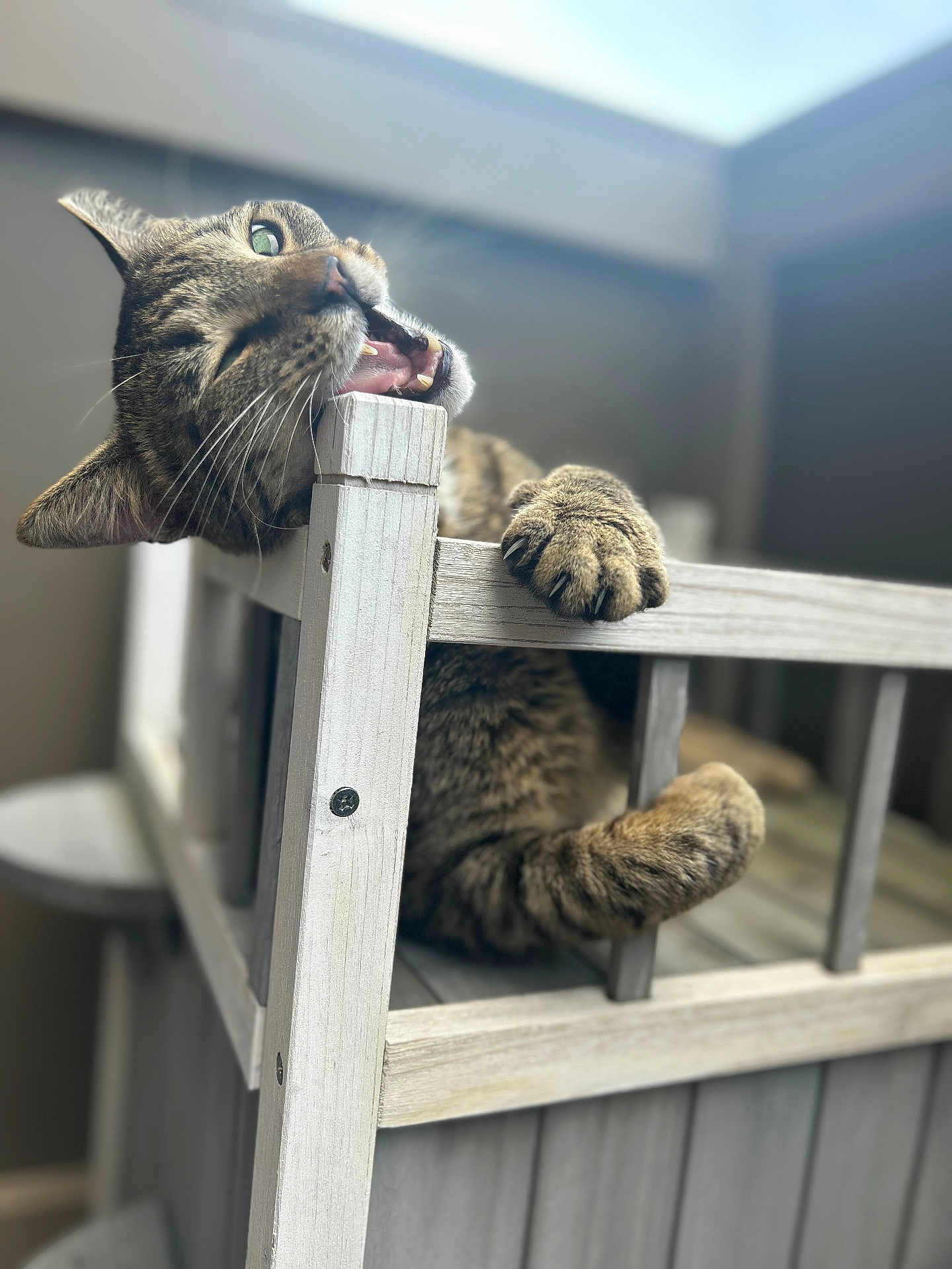 Beans is registered to the contest to win money with this photo: cat, tabby_cat, claws, wooden_bed, indoor, playful, chewing, feline, pet, closeup, paw, animal, cute, whiskers, eyes, fur, home, furniture, natural_light, mischievous