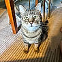 cat, tabby, indoor, carpet, floor, furniture, table, chair, pet, animal, whiskers, ears, eyes, curious, looking_up, domestic, mammal, feline, striped, closeup