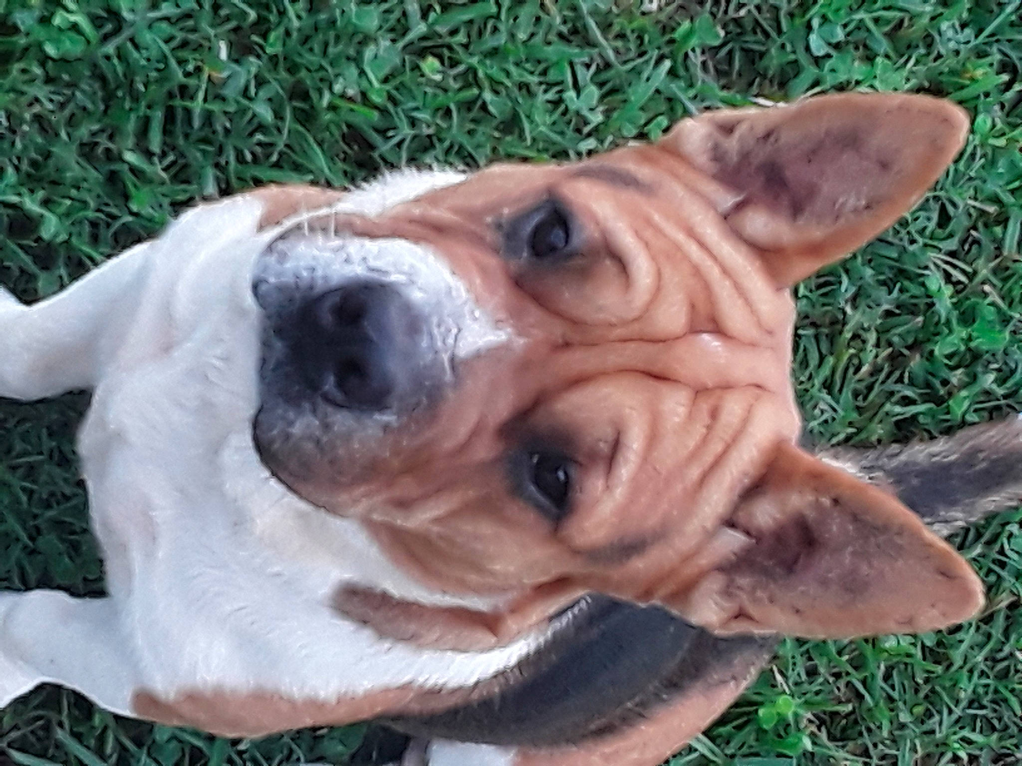 Charles is registered to the contest to win money with this photo: american_staffordshire_terrier, ancient_dog_breeds, australian_bulldog, canidae, carnivore, companion_dog, dog, dog_breed, ear, fawn, grass, mammal, non_sporting_group, pit_bull, rare_breed_dog, snout, vertebrate