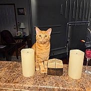 Whiskers joined the competition — help win amazing prizes! candle, cat, chair, countertop, curious, decorative_box, ears, eyes, furniture, household, indoor, kitchen, lamp, living_room, orange_fur, orange_tabby, pet, table, television, whiskers