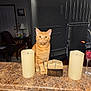 candle, cat, chair, countertop, curious, decorative_box, ears, eyes, furniture, household, indoor, kitchen, lamp, living_room, orange_fur, orange_tabby, pet, table, television, whiskers