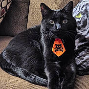 Midnight joined the competition — help win amazing prizes! animal, black_cat, cat, closeup, couch, cozy, cushion, cute, domestic_cat, feline, fur, home, indoor, orange_tie, patterned_cushion, pet, relaxed, resting, skull_and_crossbones, whiskers