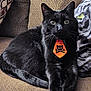 animal, black_cat, cat, closeup, couch, cozy, cushion, cute, domestic_cat, feline, fur, home, indoor, orange_tie, patterned_cushion, pet, relaxed, resting, skull_and_crossbones, whiskers