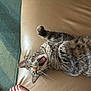 Celine joined the competition — help win amazing prizes! animal, beige, blue, cat, couch, feline, foot, green, home, indoor, leather, lying_down, paws, pet, relaxed, rug, sleepy, tabby, whiskers, yawning