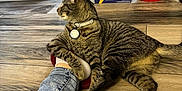 Celine is registered to the contest to win money with this photo: barilla, casual, cat, collar, floor, foot, furniture, glass_door, home, indoor, jeans, pasta_box, pet, relaxed, sock, tabby, tag, trash_bin, window, wooden_floor