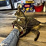 barilla, casual, cat, collar, floor, foot, furniture, glass_door, home, indoor, jeans, pasta_box, pet, relaxed, sock, tabby, tag, trash_bin, window, wooden_floor
