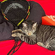 Celine is registered to the contest to win money with this photo: animal, black_racquet, cat, claws, closeup, cushion, domestic_animal, feline, fur, indoor, orange_bag, paws, pet, racquet, red_surface, relaxed, resting, striped_fur, tabby_cat, whiskers