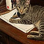 Celine joined the competition — help win amazing prizes! animal, book, brown_fur, cat, closeup, cookbook, domestic_cat, feline, home, indoor, looking_at_camera, notebook, pen, pet, resting, spiral_notebook, striped_fur, tabby_cat, table, wooden_desk