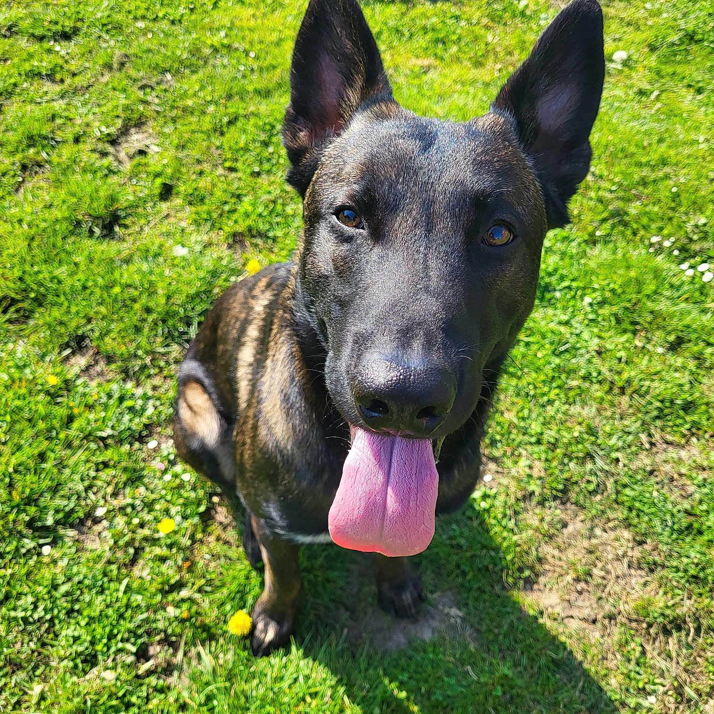 Urgo a rejoint le concours — aidez-le/la à gagner de superbes lots ! animal, bodypart, canine, dog, field, germanshepherd, grass, grassland, hound, lawn, mouth, nature, outdoors, park, person, pet, plant, puppy, tongue, tree