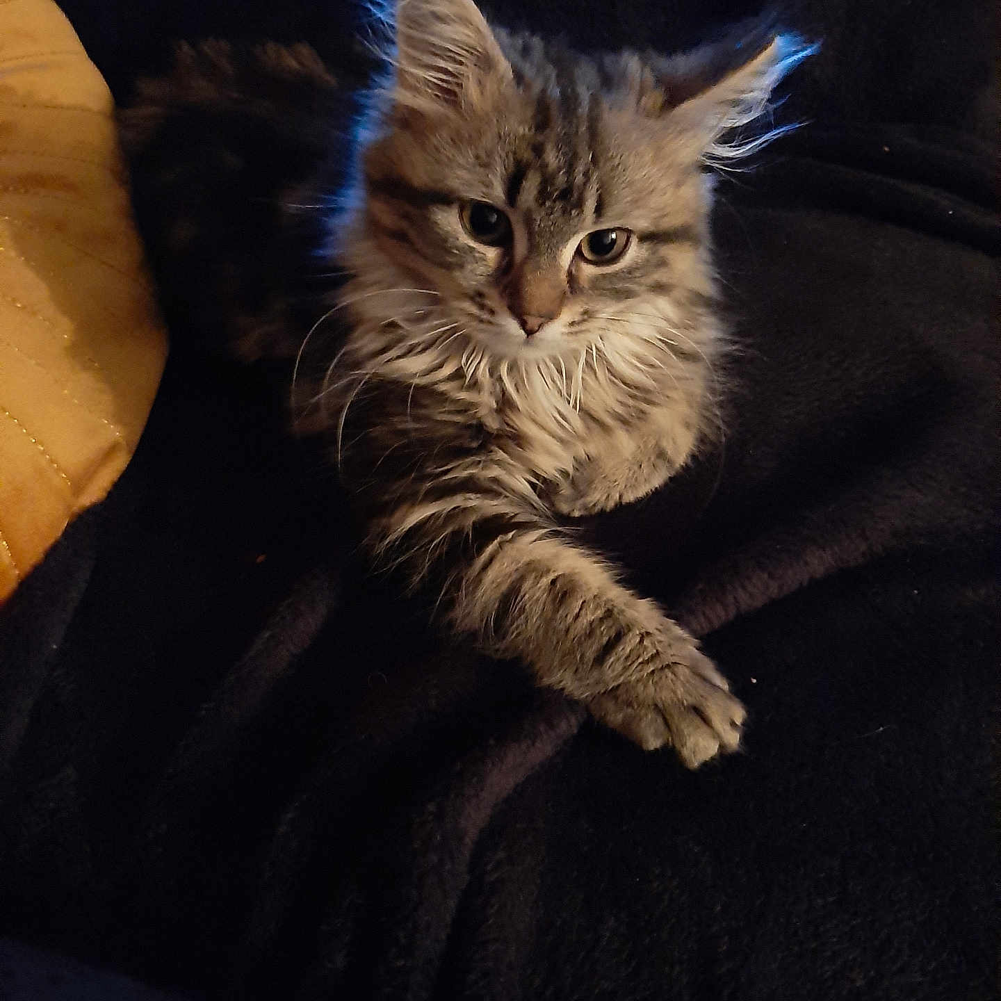 Yuna participe au concours pour gagner de l'argent avec cette photo : animal, blanket, cat, cozy, curious, cute, domestic, feline, fur, indoor, kitten, paw, pet, portrait, relaxed, resting, soft, tabby, whiskers, young