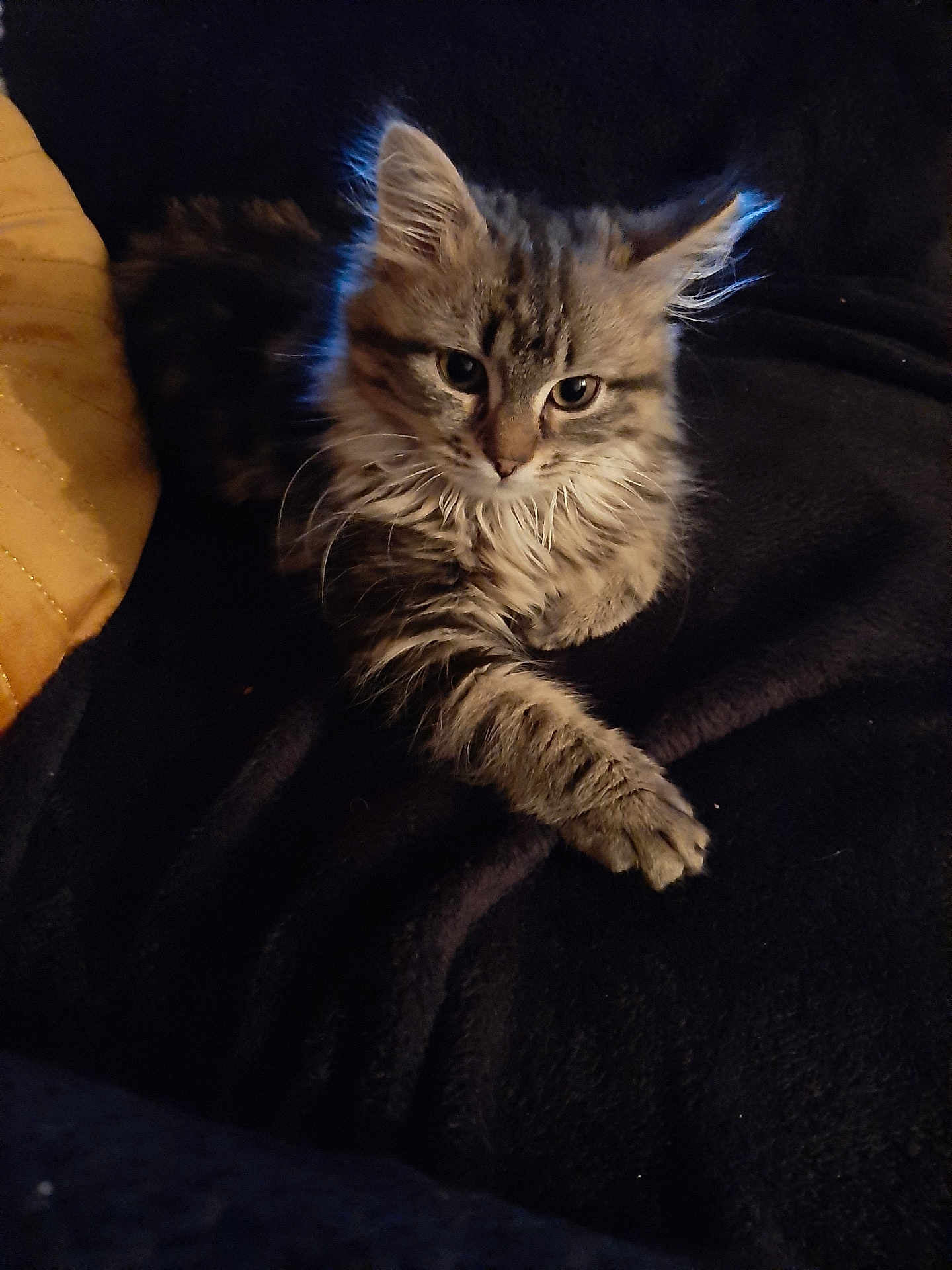 Yuna participe au concours pour gagner de l'argent avec cette photo : kitten, tabby, cat, feline, pet, animal, fur, paw, whiskers, cute, domestic, young, resting, indoor, blanket, cozy, soft, relaxed, curious, portrait