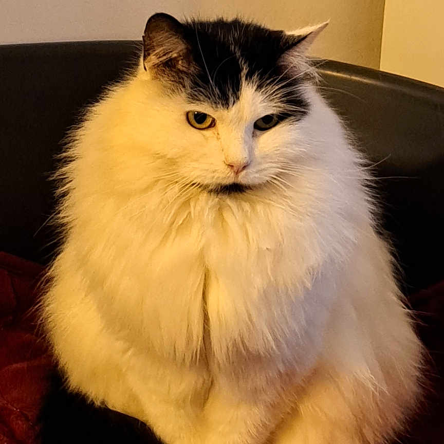 Bounty a rejoint le concours — aidez-le/la à gagner de superbes lots ! abyssinian, angora, animal, blanket, cat, computer, couch, electronics, furniture, hardwood, homedecor, kitten, laptop, linen, manx, pc, pet, siamese, towel, wood